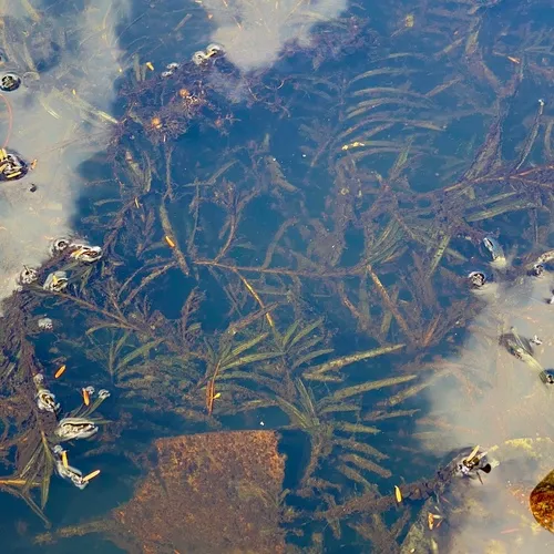robbins' pondweed