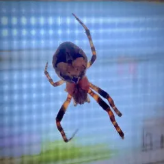 Ornamental Orbweaver thumbnail 3