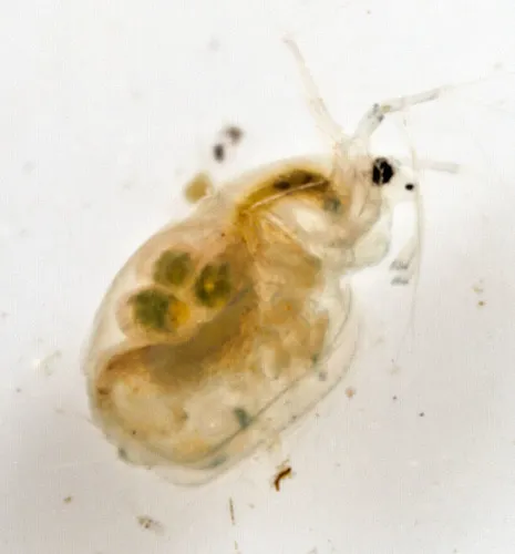 moor waterflea