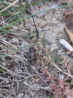 Tinkling Ground Cricket thumbnail 4