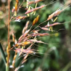 Indiangrass thumbnail 2
