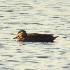 American Black Duck thumbnail 3