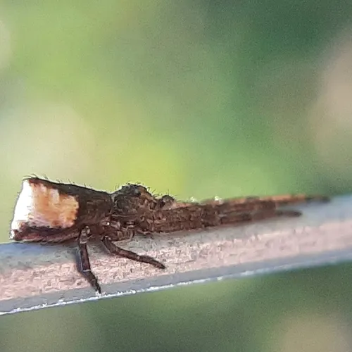 Tuberculated Crab Spider