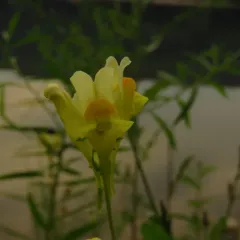 common toadflax thumbnail 3