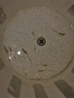 Great Lakes Opossum Shrimp thumbnail 4