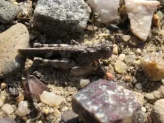 Southwestern Dusky Grasshopper thumbnail 3