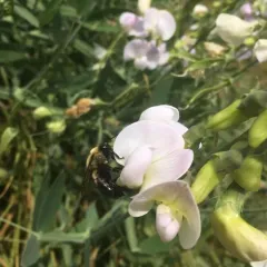 broad-leaved sweet pea thumbnail 2