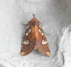 Wild Yam Borer Moth thumbnail 2