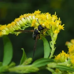 Bramble Mason Wasp thumbnail 4