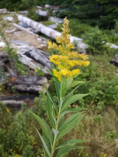 big-toothed Canada goldenrod