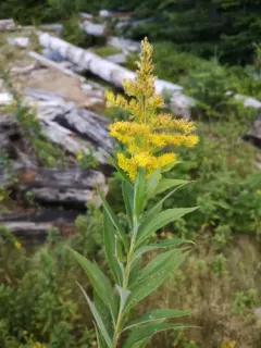 big-toothed Canada goldenrod thumbnail 1