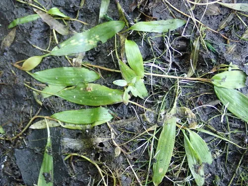 Doassansiopsis hydrophila