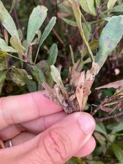 Sweetfern Leaf Casebearer Moth thumbnail 2