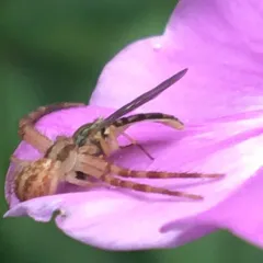 Northern Crab Spider thumbnail 4