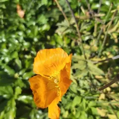Welsh Poppy thumbnail 3