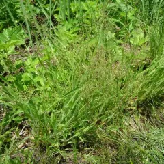 old field panic grass thumbnail 4