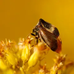 Two-horned Treehopper thumbnail 4