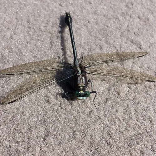 Black-shouldered Spinyleg