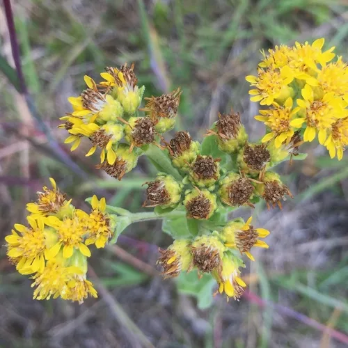 stiff-leaved goldenrod