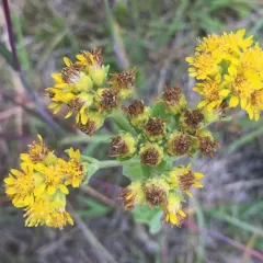 stiff-leaved goldenrod thumbnail 1