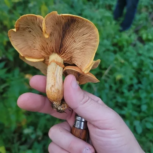 Gymnopilus subspectabilis