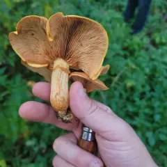 Gymnopilus subspectabilis thumbnail 1
