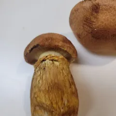 Gymnopilus speciosissimus thumbnail 2