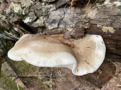 Osteina obducta thumbnail 3