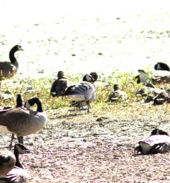 Barnacle Goose thumbnail 2