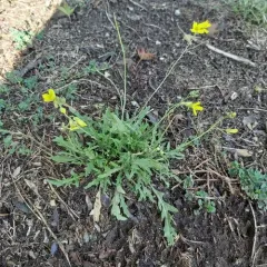 Perennial Wall-rocket thumbnail 3