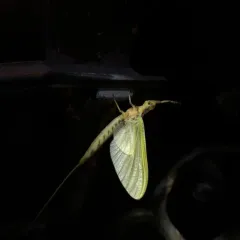 Giant Mayfly thumbnail 3
