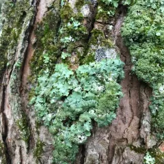 rough speckled shield lichen thumbnail 3