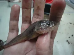 Deepwater Sculpin thumbnail 2
