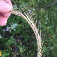 slender wheat grass thumbnail 2