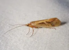 Limnephilus externus thumbnail 1