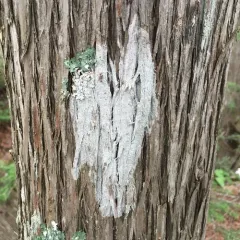 Dendrothele nivosa thumbnail 2