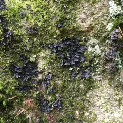Blue Jellyskin thumbnail 2