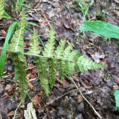 crested wood fern thumbnail 3