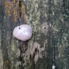 False Puffball thumbnail 2