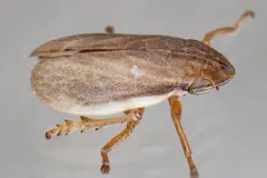 Sand Plain Spittlebug thumbnail 2