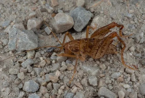 Pristoceuthophilus pacificus