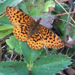 Meadow Fritillary thumbnail 1
