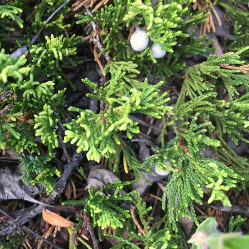 creeping juniper