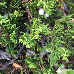 creeping juniper thumbnail 1