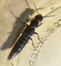 Tasgius ater thumbnail 2