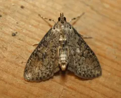 Palpita arsaltealis thumbnail 4