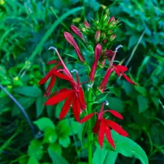 cardinal flower thumbnail 3