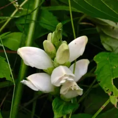 white turtlehead thumbnail 4