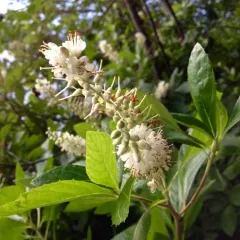 Sweet Pepperbush thumbnail 2