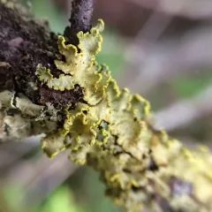 Powdered Sunshine Lichen thumbnail 1
